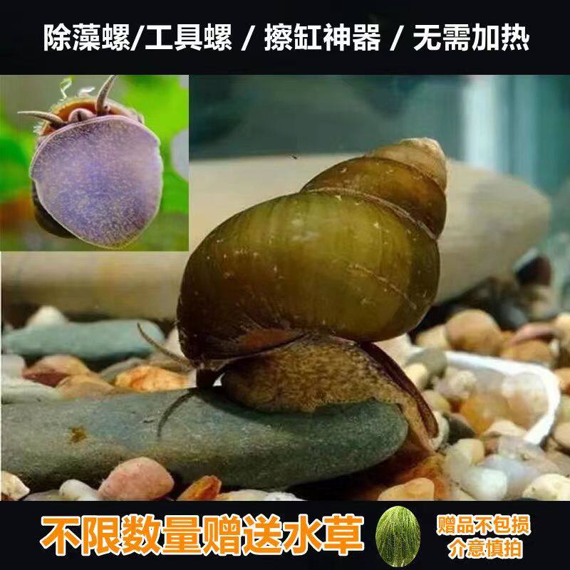 观赏螺除藻工具螺田螺石螺宠物螺螺
