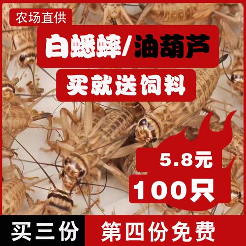 白蟋蟀油葫芦蛐蛐活物饲料蜥蜴守宫蜘蛛角蛙龙鱼鸟类蝎子针头活体
