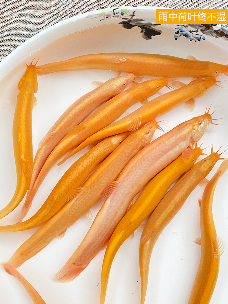 黄金泥鳅清道夫冷水鱼观赏鱼淡水鱼小金鱼小红鱼练手鱼鲜活泥鳅苗