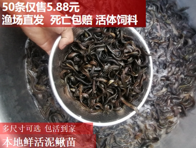 台湾泥鳅苗本地鲜活小泥鳅苗垂钓饵料饲料宠物鱼龙鱼乌龟筏钓养殖,宠物/宠物食品及用品,鱼,淘宝优惠券,粉丝福利购,淘宝优惠卷