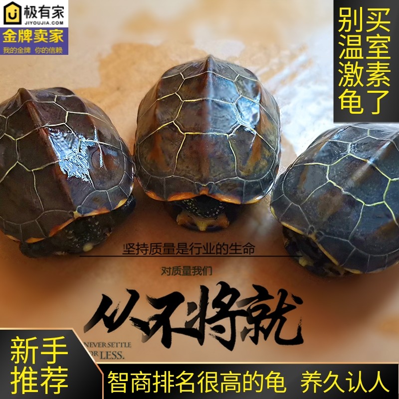中华草龟乌龟活体金线草龟冷水外塘龟好养龟观赏龟耐活宠物龟家养,宠物/宠物食品及用品,龟/鳖,淘宝优惠券,粉丝福利购,淘宝优惠卷