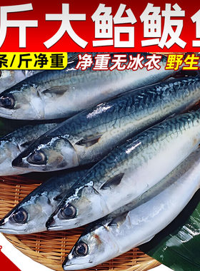 顺丰新鲜冷冻鲐鲅鱼烧烤饭店商用