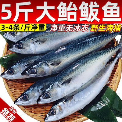 顺丰新鲜冷冻鲐鲅鱼烧烤饭店商用