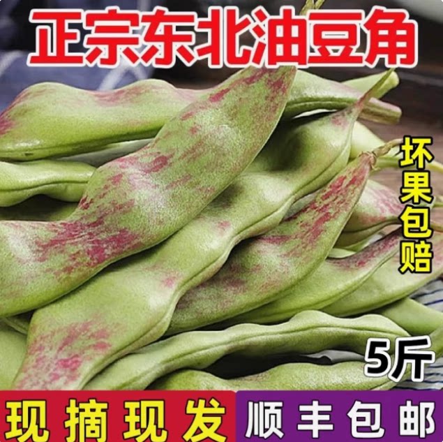 东北正宗一点红油豆角新鲜现摘农家自种紫花油豆角大油豆图片