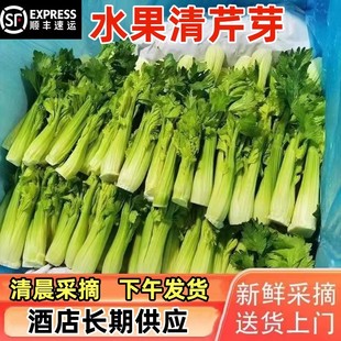 新鲜特色蔬菜云南高原水果青芹芽西芹嫩芽餐饮特色食材500g清芹芽