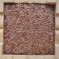 甘肃山区种植会宁胡麻子亚麻籽仁棕色亚麻籽旱地胡麻可榨胡麻油