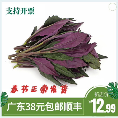 新鲜紫背菜四川血皮菜紫贝菜紫背天葵观音菜农家自种野菜当季蔬菜