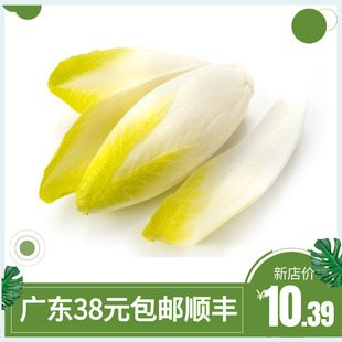 新鲜白玉兰500g 软化菊苣 白菊苣玉兰菜金玉兰菜菊心芽球玉兰包邮