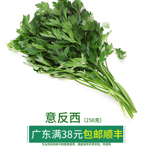 新鲜意反西 欧芹500g/份 Parsley香芹 荷兰芹 意大利芹 意蕃茜 芹