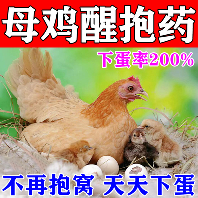 母鸡醒抱药专治鸡鸭鹅下蛋催蛋母鸡抱窝卧不起不产蛋饲料添加剂