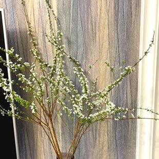 云南鲜枝雪柳长花期带芽雪柳鲜花水培插水泡水开花枝条