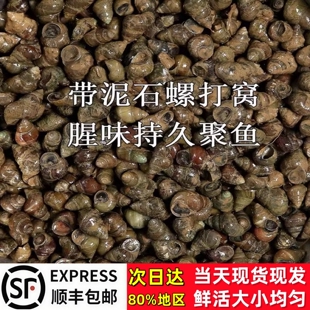顺丰包邮钓鱼脆螺挂钩钓鱼石螺田螺打窝螺蛳批发活饵石螺钓鱼养殖