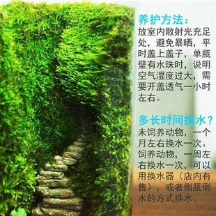 秘境空谷生物课两栖生物苔藓生态瓶微景观雨林缸礼物易养桌面绿植