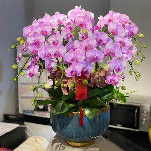 蝴蝶兰盆栽带真鲜花快递同城上海北京年宵花开业乔迁花卉全国配送