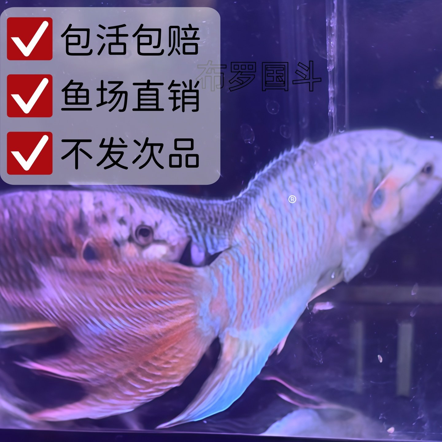 中国斗鱼活鱼潮汕沙蛮普叉小型观赏鱼菩萨花手巾好养耐养淡水冷水,宠物/宠物食品及用品,鱼,淘宝优惠券,粉丝福利购,淘宝优惠卷