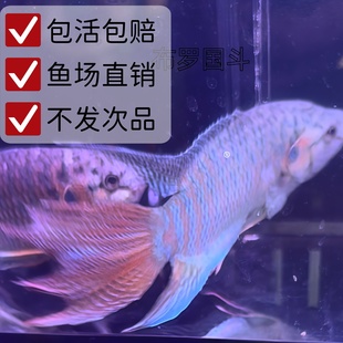 中国斗鱼活鱼潮汕沙蛮普叉小型观赏鱼菩萨花手巾好养耐养淡水冷水
