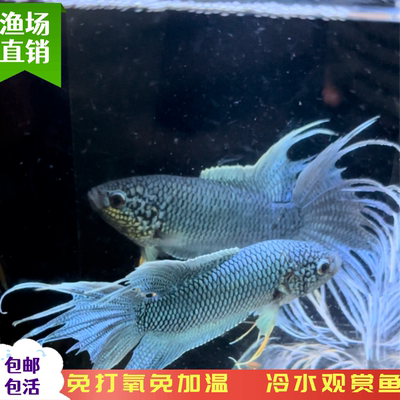 中国斗鱼无纹蓝水中游龙冷水淡水观赏鱼好养耐养免打氧免加温懒人