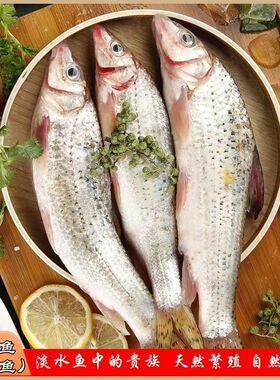 (净重)现杀 花骨鱼花菇鱼土凤鱼淡水鱼自然生长新鲜净膛发货