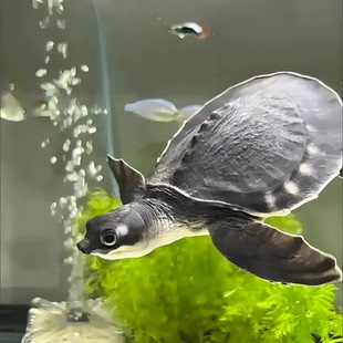 猪鼻龟龟苗乌龟活体宠物小乌龟观赏龟深水龟冷水龟招财龟长寿龟