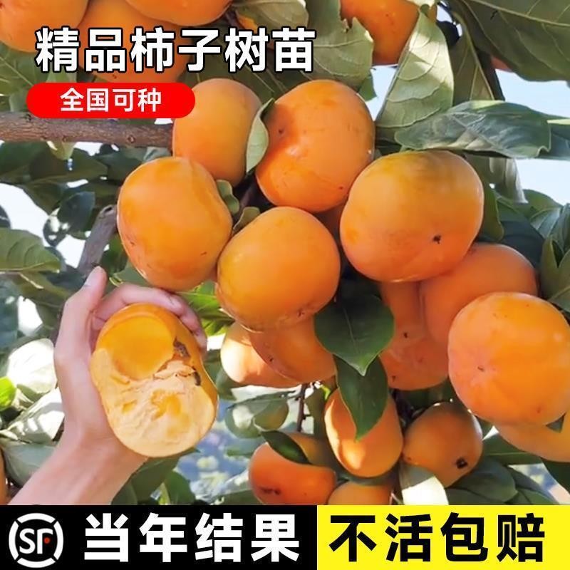 柿子苗树嫁接水果树苗大脆甜火晶柿南方北方庭院种植盆栽当年结果