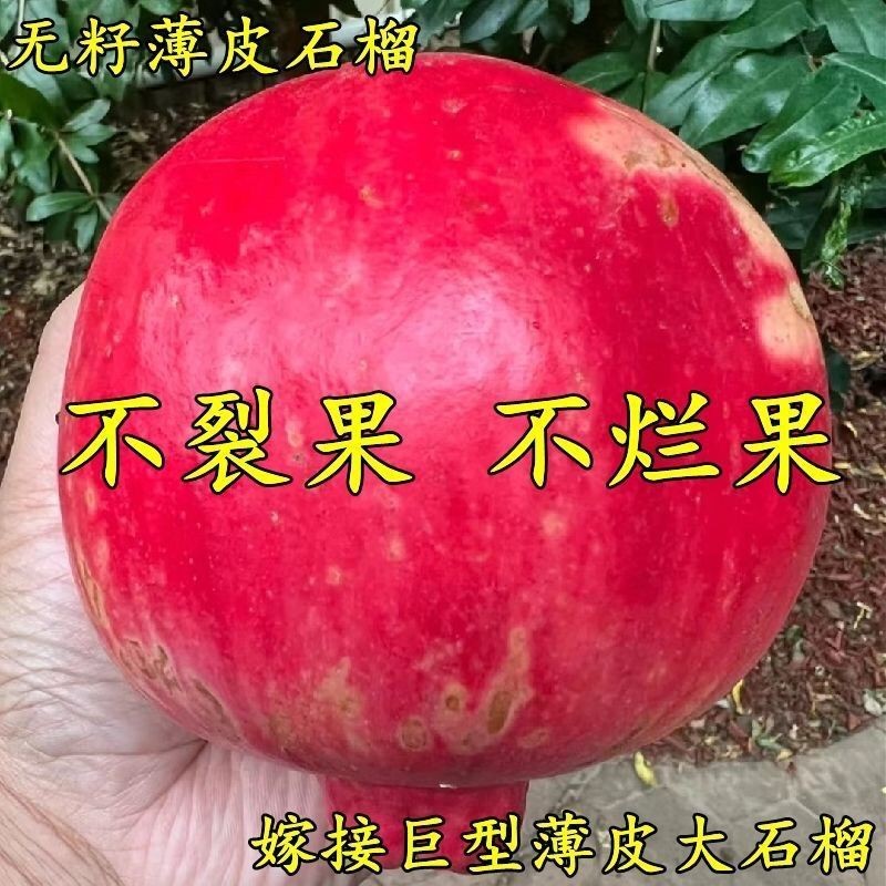 嫁接石榴树苗大果早熟无