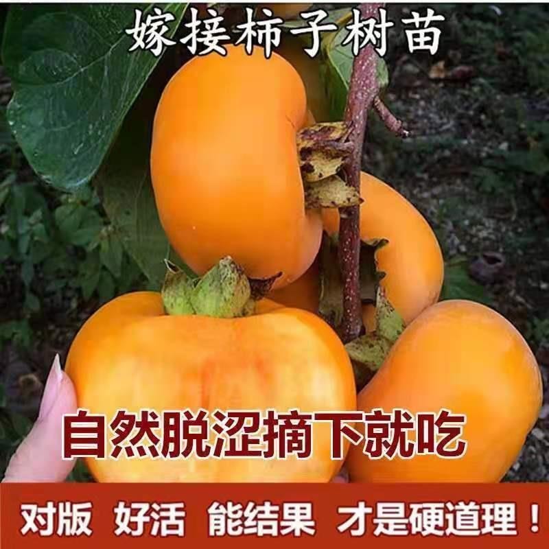 柿子苗树脆甜柿嫁接无核柿南北方种植大庭院地栽当年结果柿子树