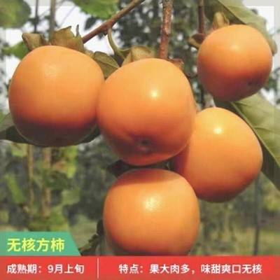 甜柿树苗无核方柿苗嫁接苗无籽柿子树苗当年结果南方北方种植