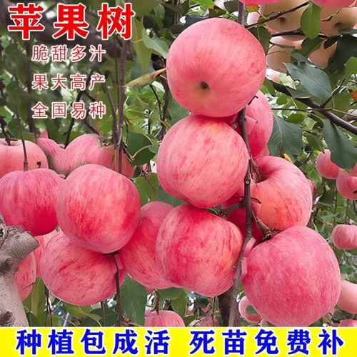 苹果树苗果树苗产量高