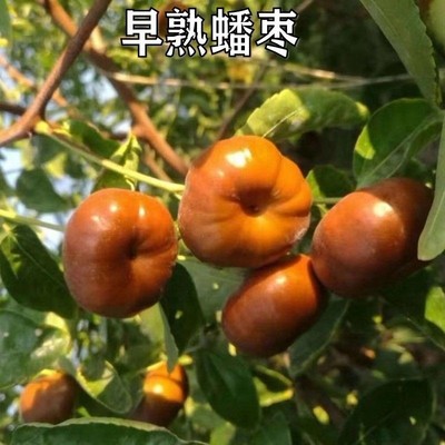新品种果枣苗早熟蟠枣子树苗嫁接苗南方北方地栽种植当年结果