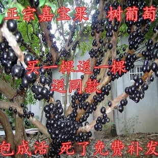 台湾嘉宝果树苗早生四季加宝果 庭院盆栽果树苗 树葡萄南北方种植