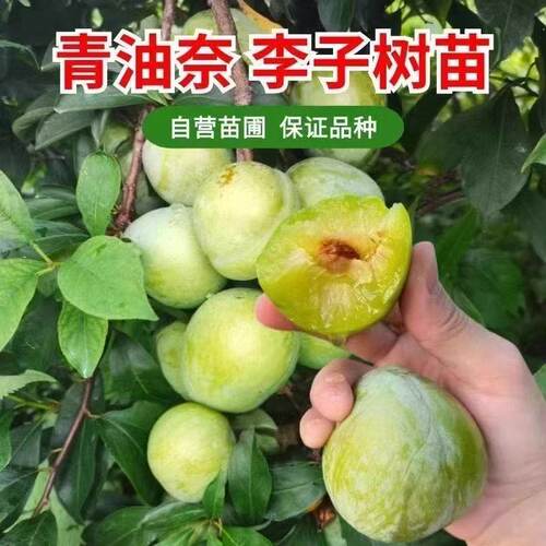 嫁接李子苗 黄金奈李苗 青奈李 油奈李子树苗 南北方种植当年结果