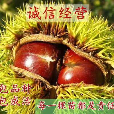 八月红板栗树果苗南北方