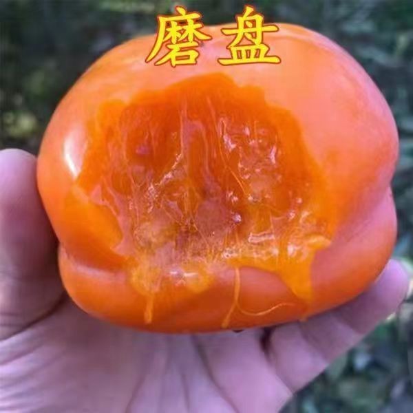 磨盘火晶柿子水果树苗脆甜柿子苗树嫁接苗当年结果特大南北方种植