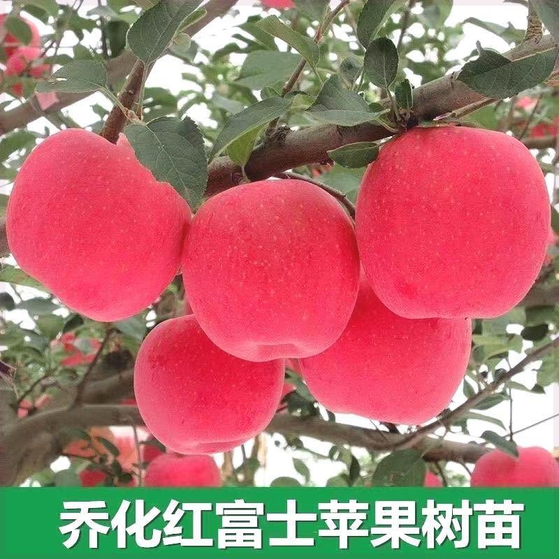 烟富10号苹果苗乔化红富士苹果树苗地栽南方北方种植果树当年结果
