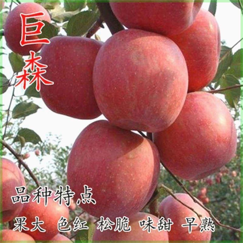 南方苹果树苗 巨森苹果苗 嫁接树苗当年结果盆栽地栽当年结果苗