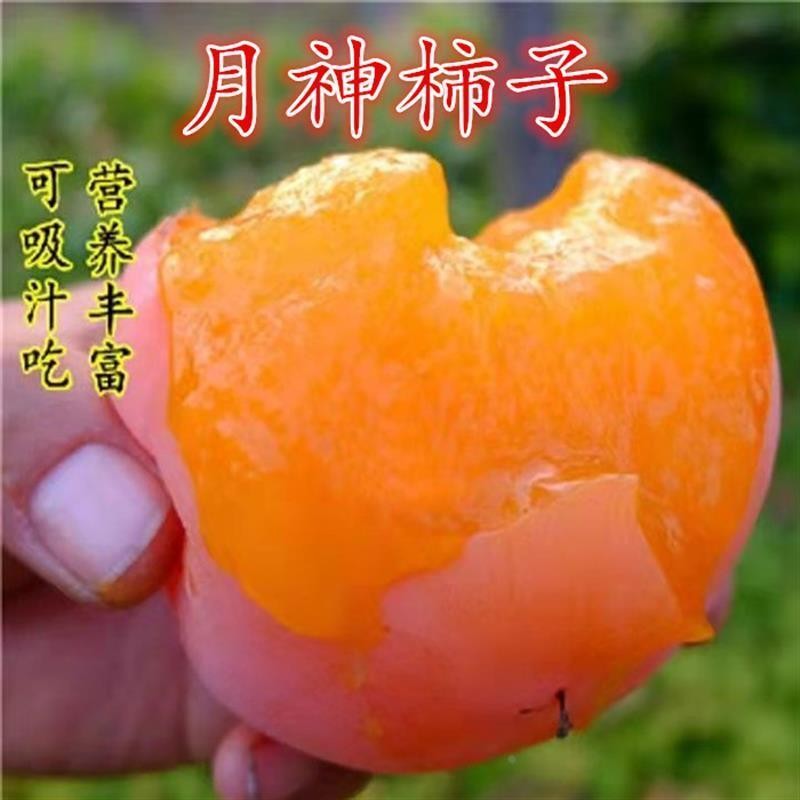 正宗月神柿子树苗嫁接柿子树苗火晶柿子树苗南方北方种植当年结果