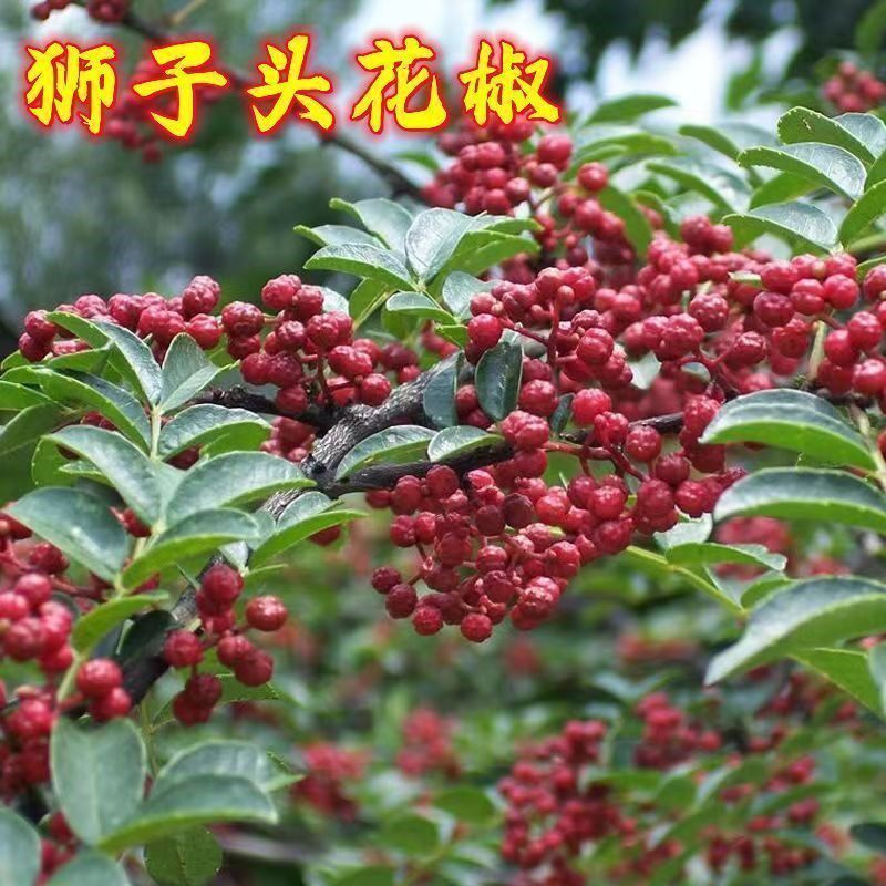 花椒树苗少刺大红袍花椒苗狮子头青花椒果树苗盆栽地栽南北方种植图片