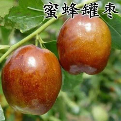 蜂蜜罐枣树活苗嫁接正宗枣树苗特大脆甜当年结果南北方种植果树苗