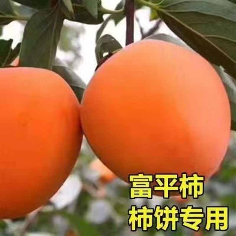 柿子树苗 陕西富平尖柿子树 嫁接苗南方北方种植地栽 做柿饼品种