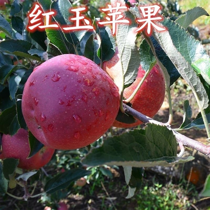 红苹果树苗 老红玉苹果苗 嫁接苗 酸甜苹果 当年结果南方北方种植
