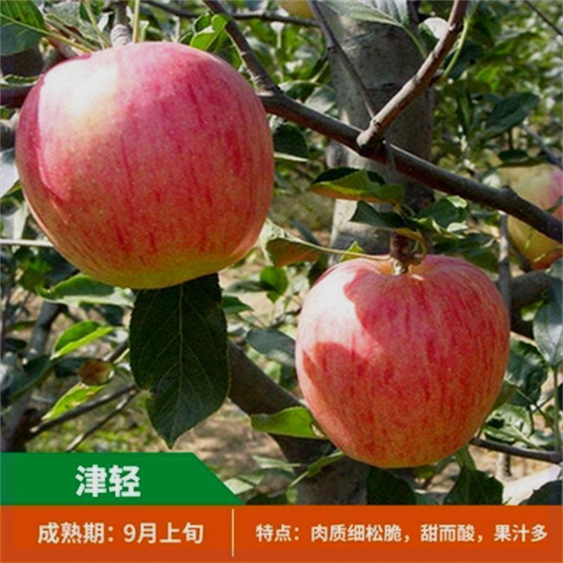 红富士苹果树苗津轻冰糖心地栽矮化盆栽嫁接南北方种植当年结果树