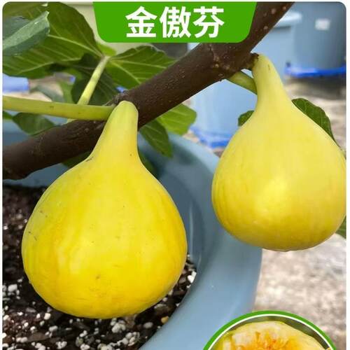 金傲芬无花果树苗盆栽地栽矮化南方北方种植阳台庭院当年结果