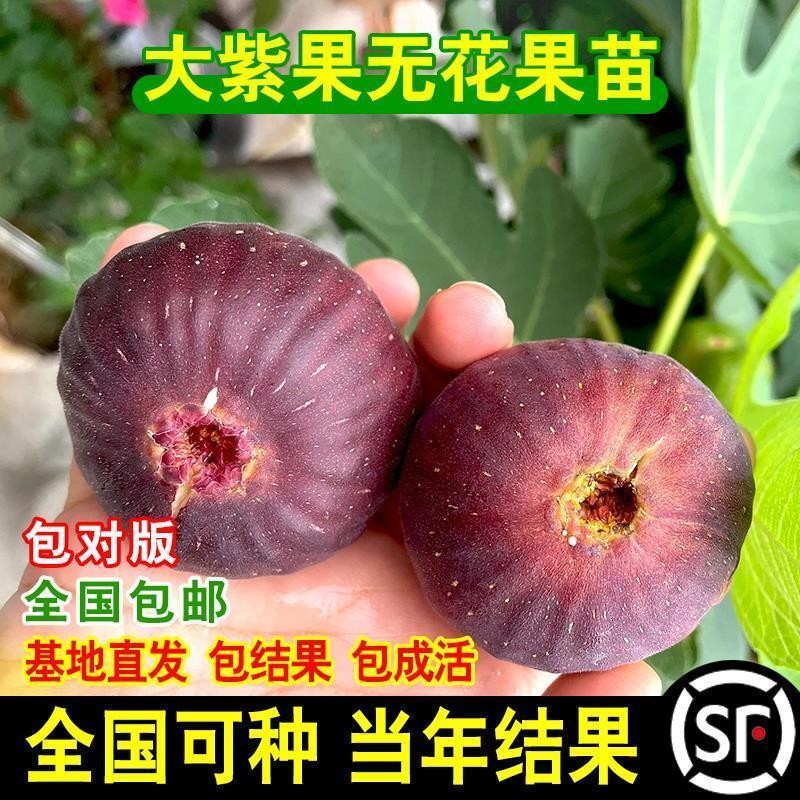 日本紫果无花果苗南北方庭院地栽大果树阳台盆栽耐寒当年结果