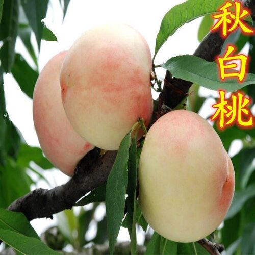 秋白桃树嫁接桃苗秋白桃果树苗庭院阳台当年结果南方北方种植