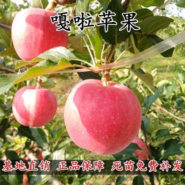 意大利嘎啦苹果树苗 适合南方栽种的早熟苹果苗 抗病强 甜度大