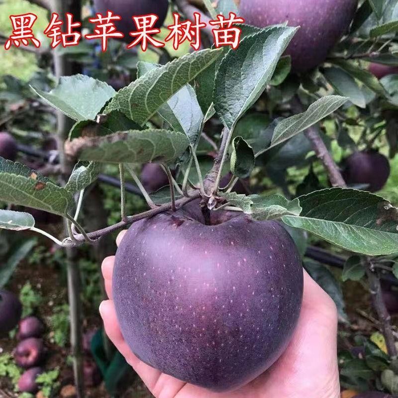嫁接黑钻苹果树苗新品种黑卡苹果苗盆栽地栽南方北方种植当年结果