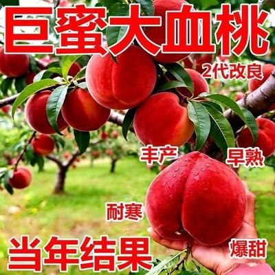 朝天桃日本甜王树苗嫁接