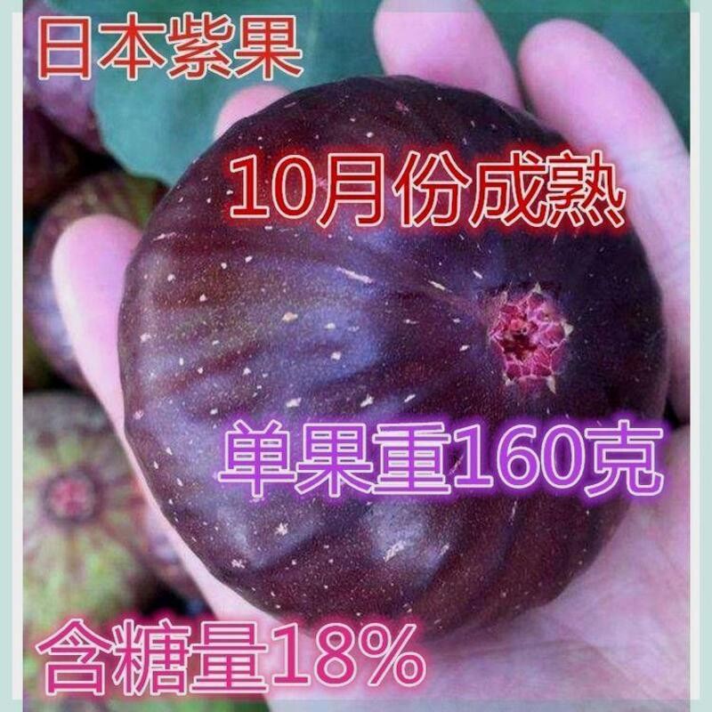 日本紫果无花果树苗阳台庭院盆栽地栽四季种植当年结果南北方种植