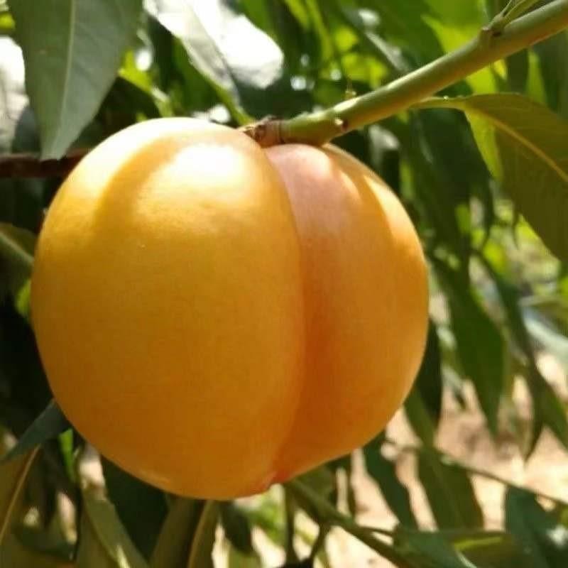 嫁接黄金油桃树苗6-05黄油桃树苗 南北方种植盆栽地栽当年结果苗