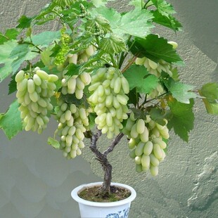 马奶提子葡萄苗葡萄树苗新疆巨型马奶王葡萄苗白牛奶葡萄地栽盆栽
